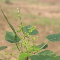 Acalypha paniculata Miq.